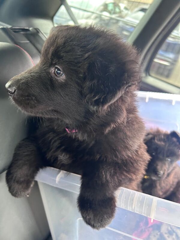German Shepherd puppies for sale in Airdrie, Lanarkshire – KC registered, 7 weeks old