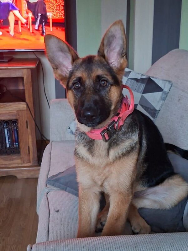 German Shepherd puppies for sale in Dungannon, County Tyrone – 6 months old