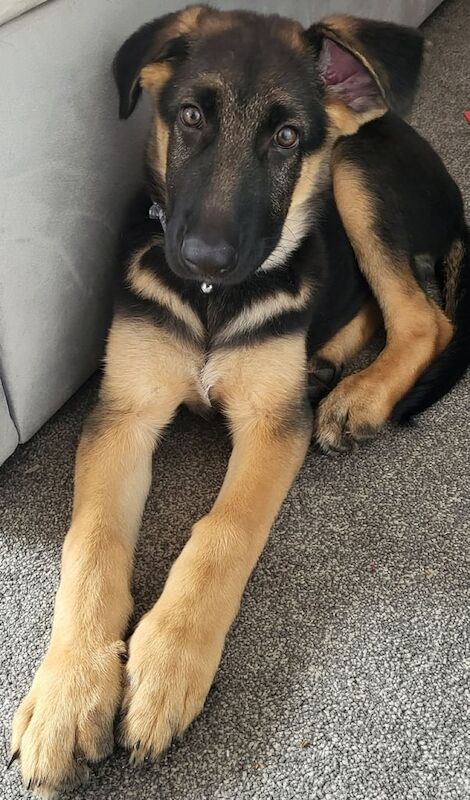 German Shepherd puppies for sale in Aylesbury, Buckinghamshire – 3 months old