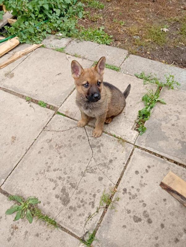 German Shepherd puppies for sale in Wembley, Greater London – 7 weeks old