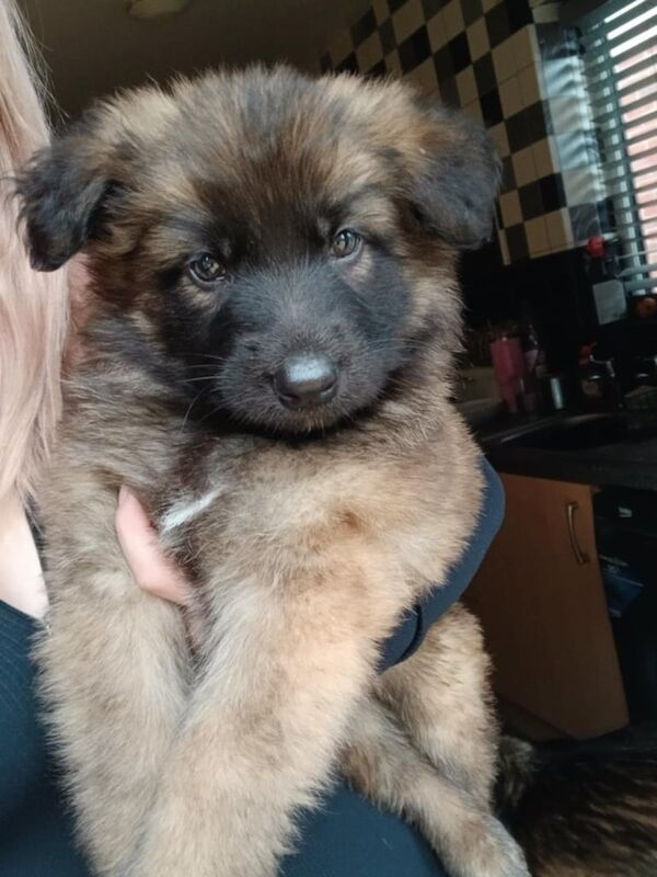 German Shepherd puppies for sale in Hereford, Herefordshire – 8 weeks old