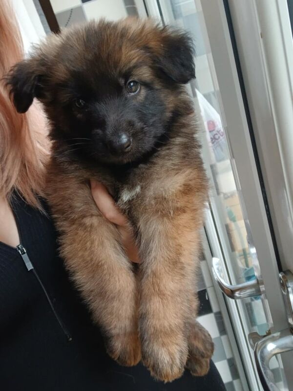 German Shepherd puppies for sale in Hereford, Herefordshire – 8 weeks old - Image 2 of 3