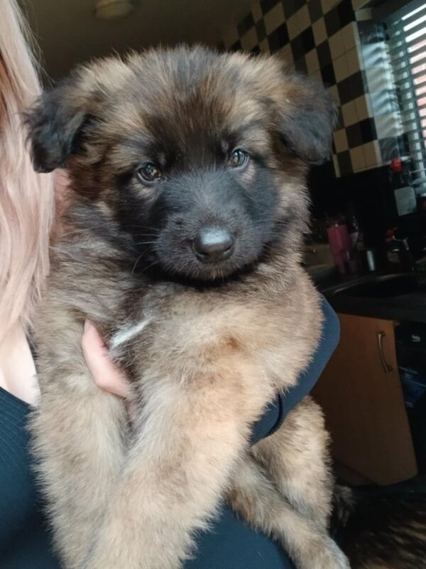 German Shepherd puppies for sale in Hereford, Herefordshire – 8 weeks old - Image 3 of 3