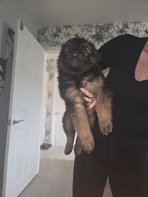 German shepherd puppy - Image 2 of 3