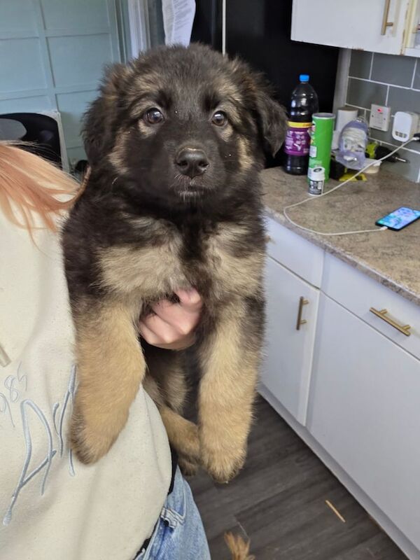 German shepherd puppy - Image 3 of 3