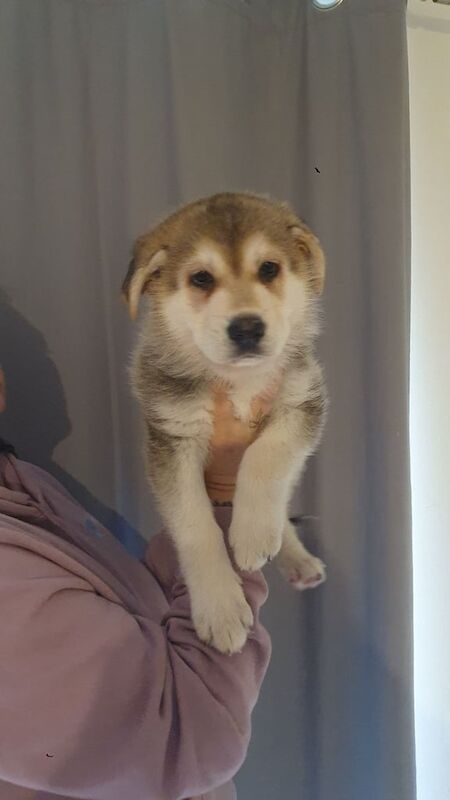 German shepherd puppy - Image 2 of 5