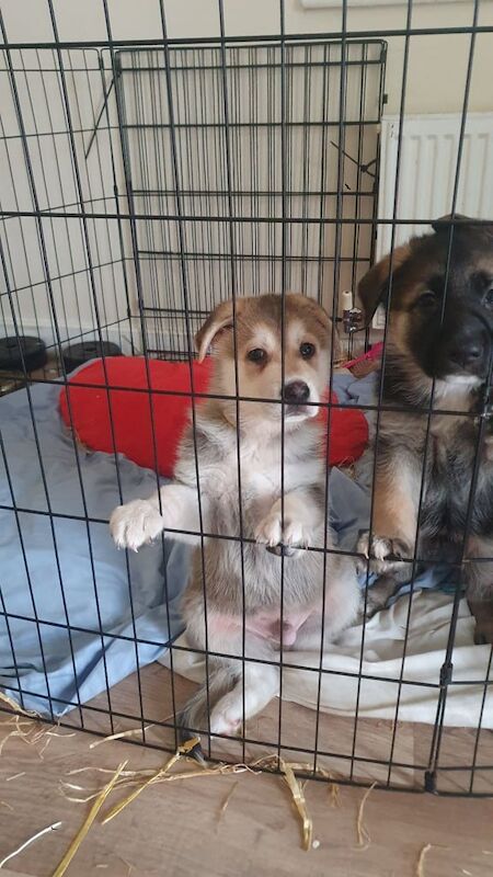 German shepherd puppy - Image 3 of 5