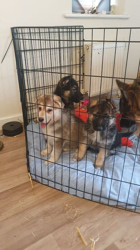 German shepherd puppy - Image 5 of 5