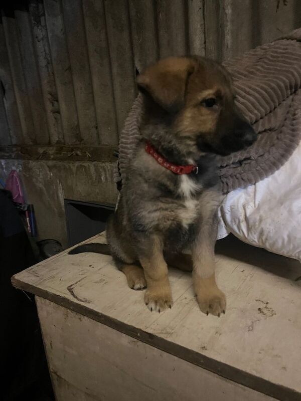 German Shepherd puppies for sale in Derby, Derbyshire ā 8 weeks old