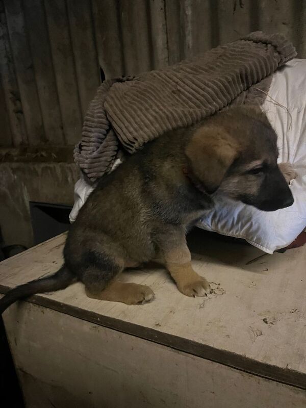 German Shepherd puppies for sale in Derby, Derbyshire – 8 weeks old - Image 2 of 4
