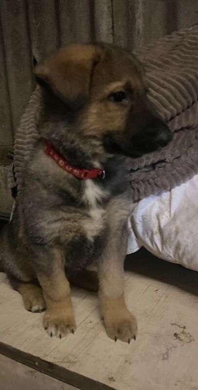 German Shepherd puppies for sale in Derby, Derbyshire – 8 weeks old - Image 4 of 4