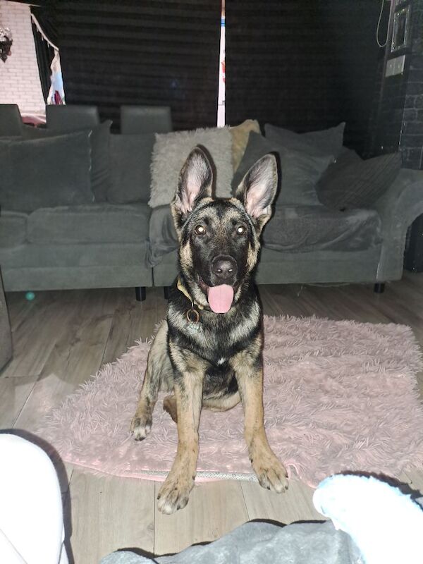 German Shepherd Puppies For Sale Under £1,000