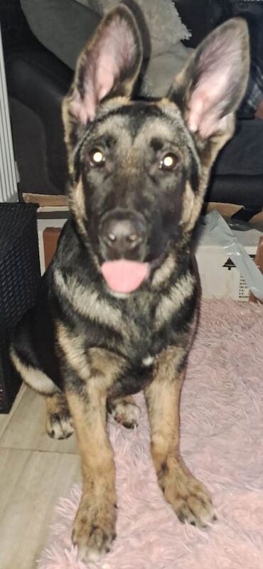 German shepherd puppy - Image 2 of 2