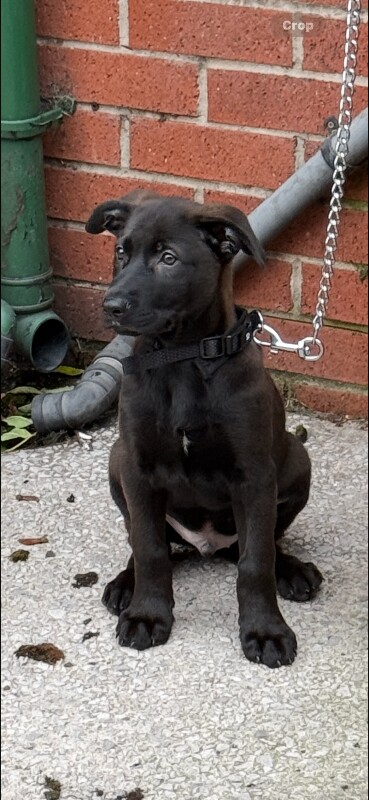 German Shepherd Puppies For Sale Under £1,000