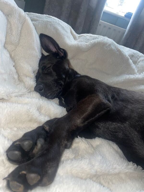German Shepherd Puppy - Image 2 of 4