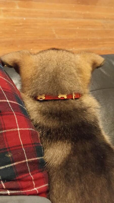 German shepherd puppy - Image 2 of 2