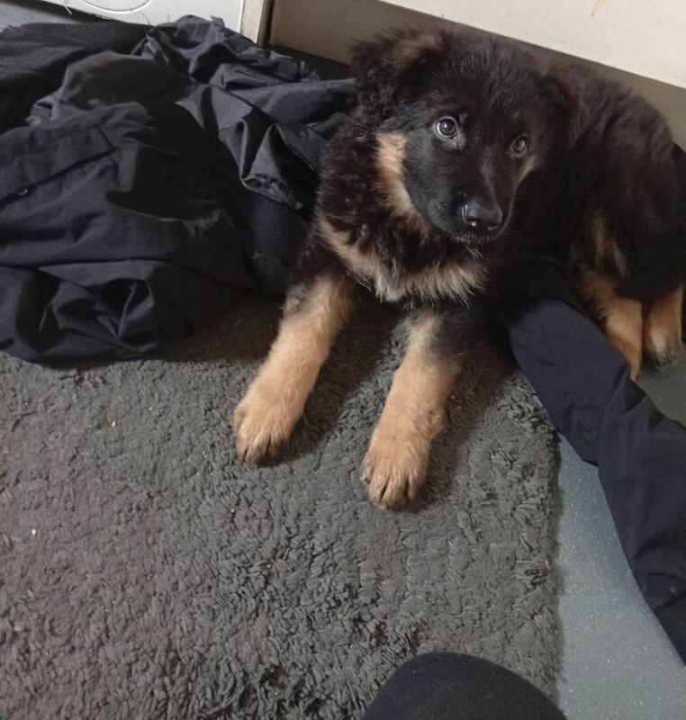 German Shepherd puppies for sale in Atherton, Greater Manchester – 11 weeks old