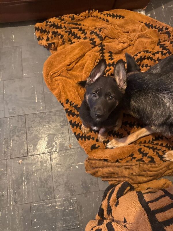 German Shepherd Puppies For Sale Under £1,000