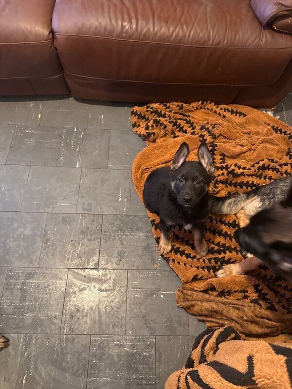 German Shepherd puppy - Image 2 of 2