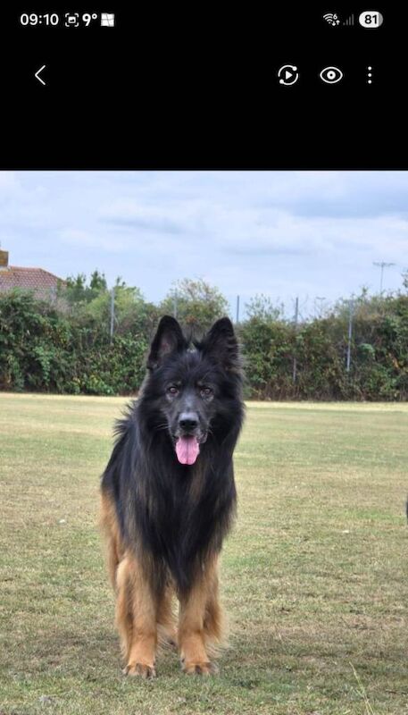 German Shepherd puppies for sale in Southampton, Hampshire – 8 weeks old - Image 2 of 4