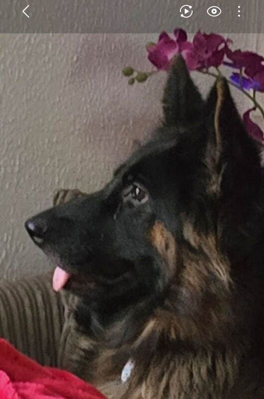 German Shepherd puppies for sale in Southampton, Hampshire – 8 weeks old - Image 3 of 4