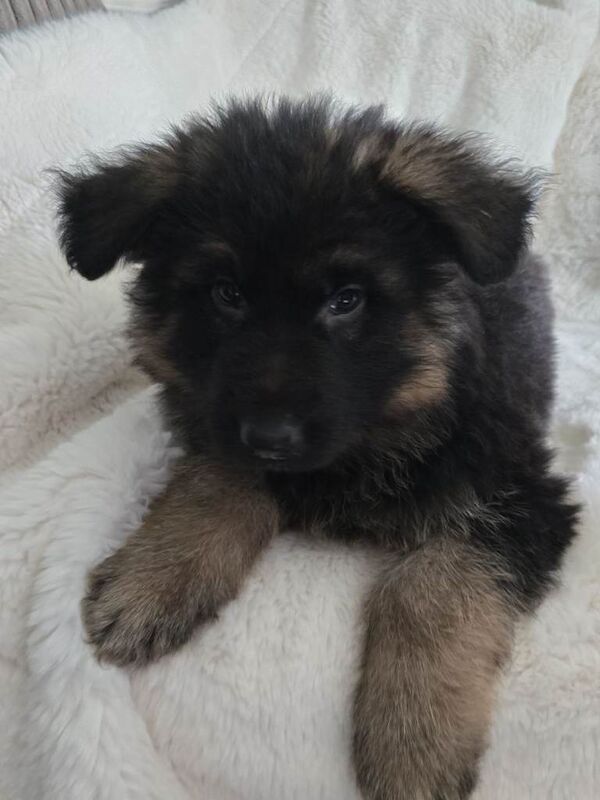 German Shepherd puppies for sale in Southampton, Hampshire – 8 weeks old - Image 4 of 4