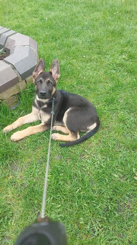 German shepherd puppy