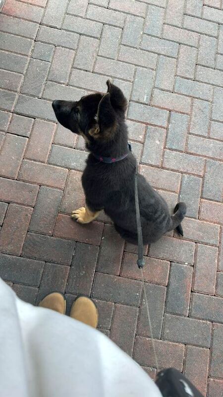 German shepherd puppy - Image 2 of 5