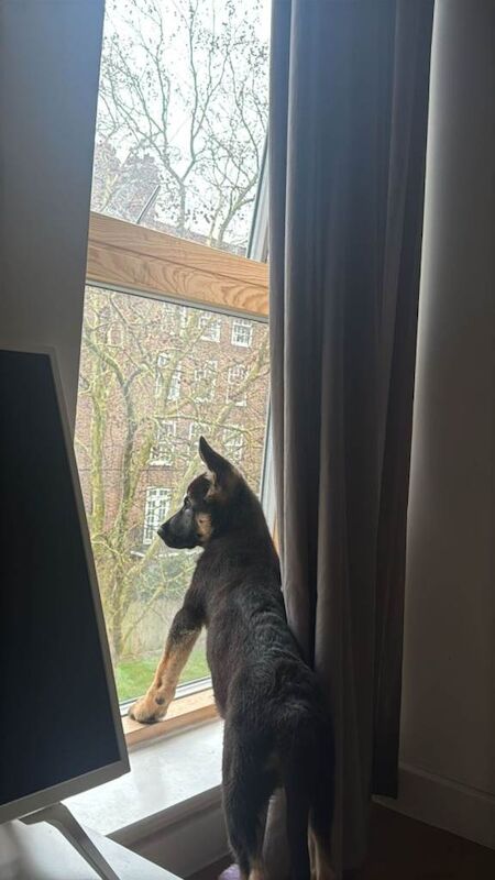 German shepherd puppy - Image 3 of 5