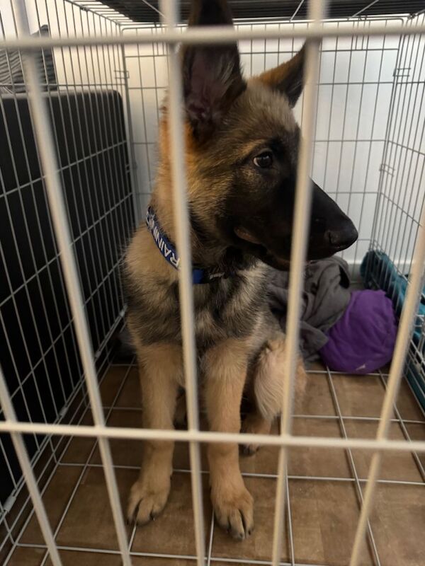 German shepherd puppy