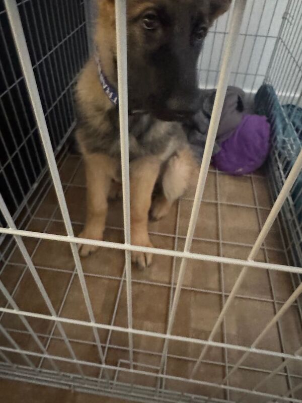 German shepherd puppy - Image 2 of 3