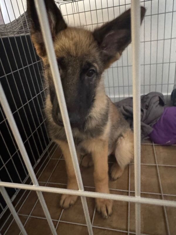 German shepherd puppy - Image 3 of 3