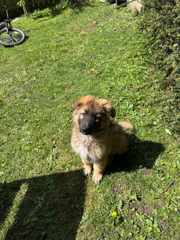 German shepherd puppy