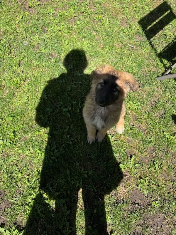German shepherd puppy - Image 2 of 3