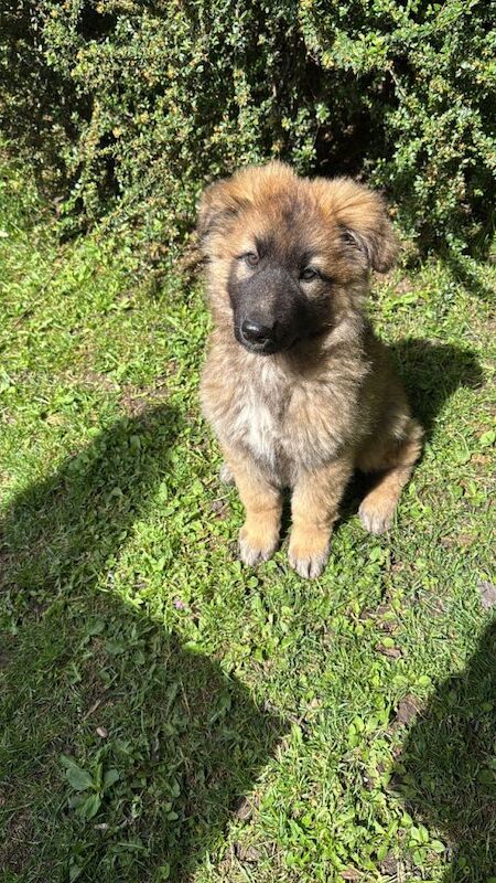 German shepherd puppy - Image 3 of 3