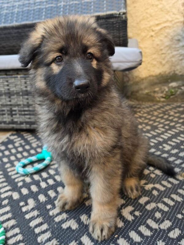 German shepherd puppy