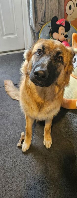 German shepherd puppy £800 ono