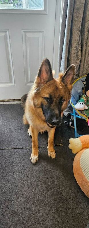 German shepherd puppy £800 ono - Image 2 of 2