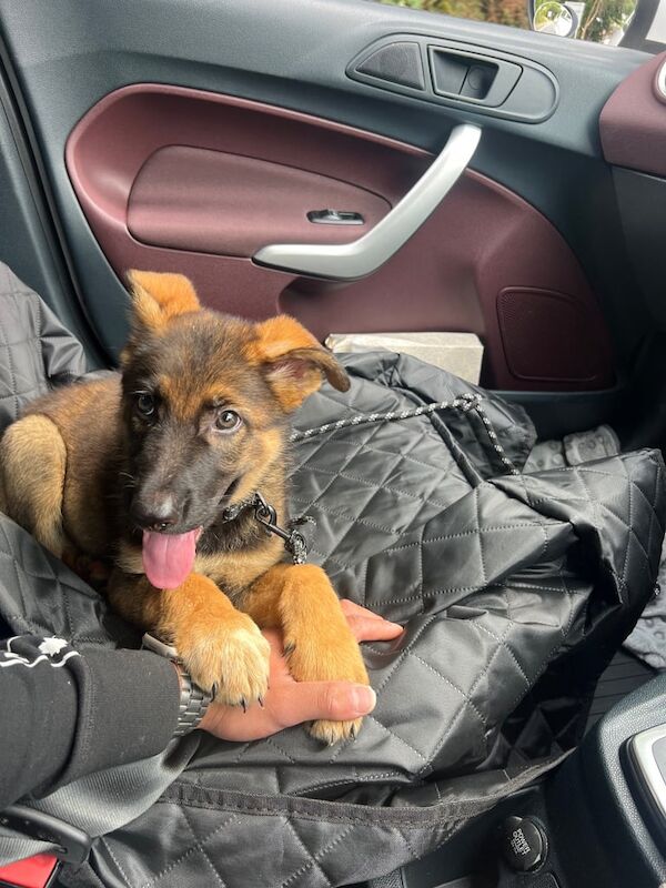 German Shepherd puppies for sale in Gravesend, Kent – 10 weeks old