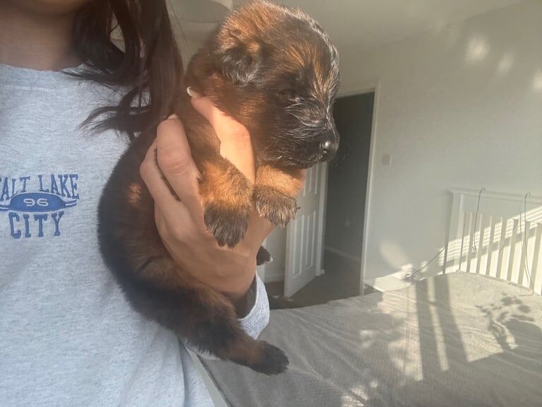German Shepherd puppies for sale in Knottingley, West Yorkshire – 5 weeks old