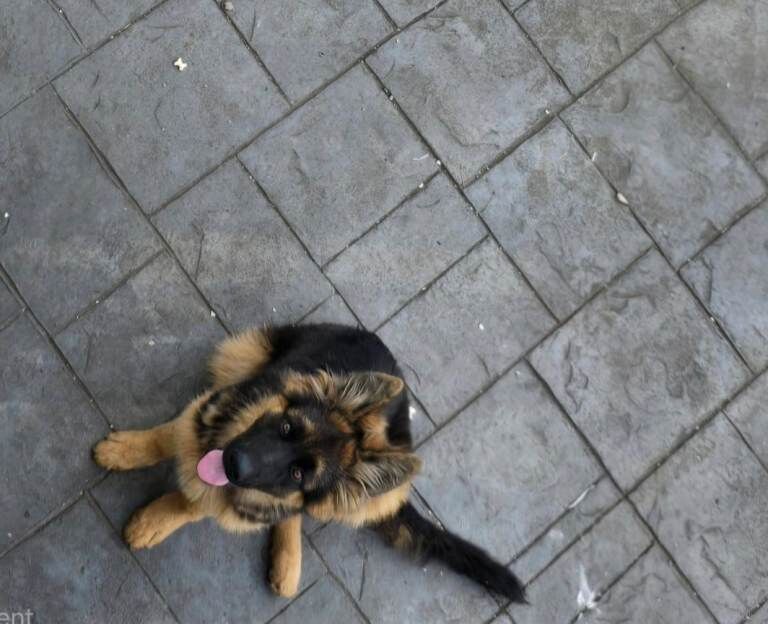 German shepherd puppy boy For Sale !