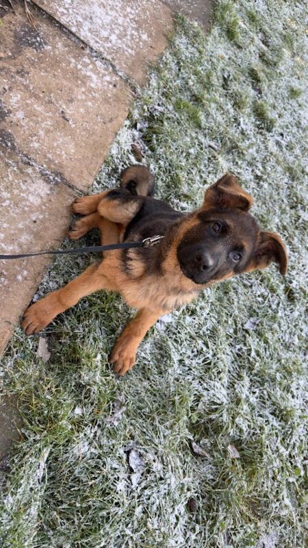 German Shepherd puppies for sale in Luton, Bedfordshire – 3 months old