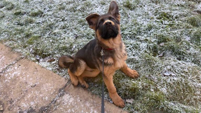 German Shepherd puppies for sale in Luton, Bedfordshire – 3 months old - Image 2 of 3
