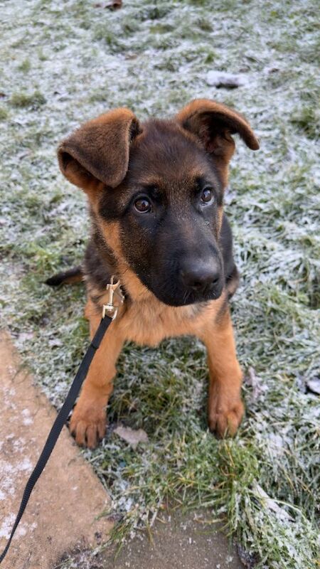 German Shepherd puppies for sale in Luton, Bedfordshire – 3 months old - Image 3 of 3