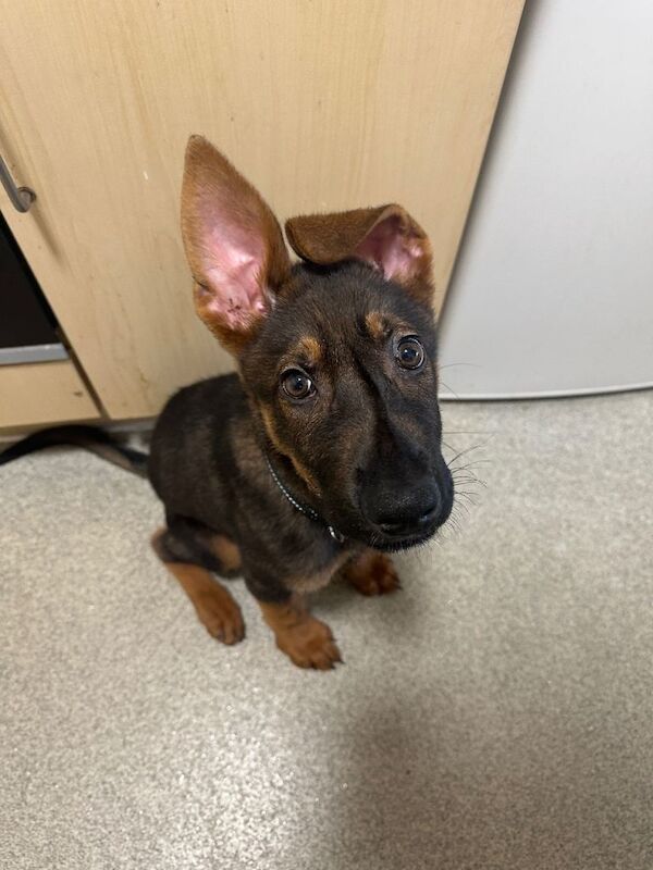 German Shepherd Puppies For Sale Under £1,000