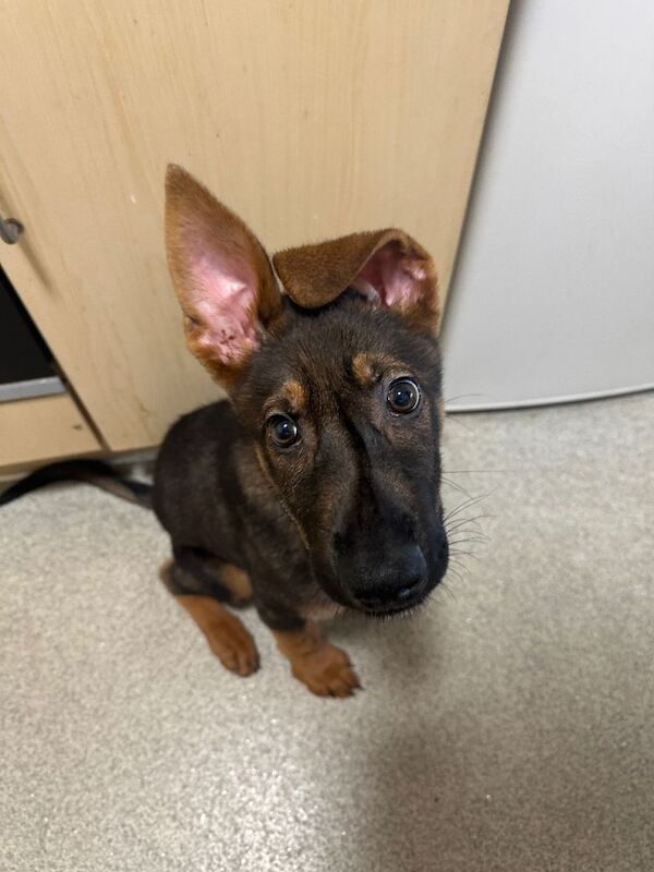 German Shepherd puppies for sale in Romford, London – 3 months old - Image 2 of 4