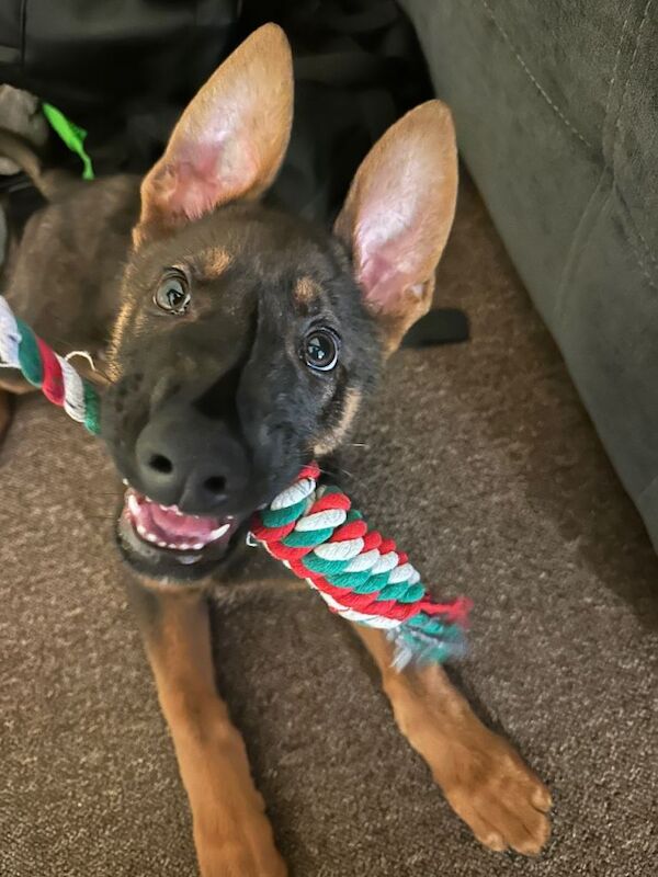 German Shepherd puppies for sale in Romford, London – 3 months old - Image 3 of 4