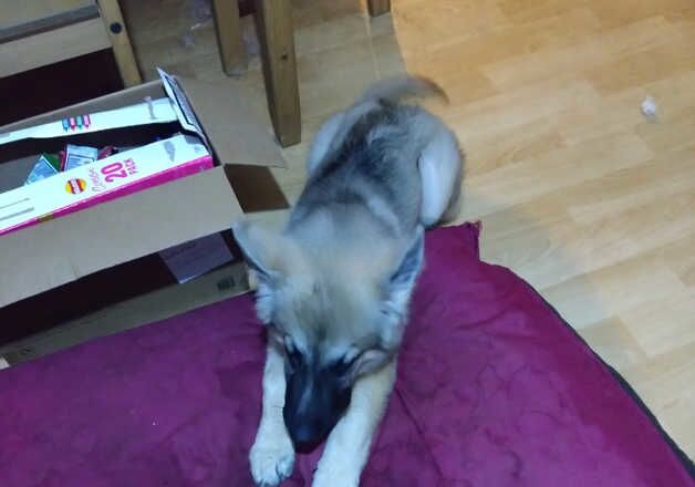 German Shepherd puppies for sale in Kingston upon Hull, East Riding of Yorkshire – 1 year old - Image 2 of 3