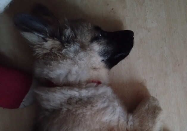 German Shepherd puppies for sale in Kingston upon Hull, East Riding of Yorkshire – 1 year old - Image 3 of 3