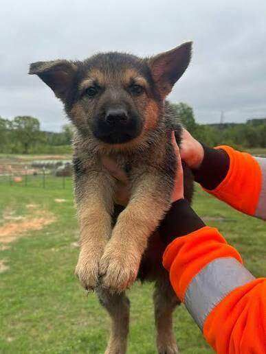 German Shepherd puppy male for sale